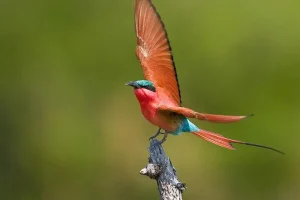 Colourful Carmine Bee-eaters at Zambezi Mubala